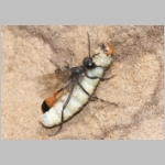 Ammophila sabulosa - Sandwespe 00-w04b mit Eulenspinner-Raupe - Drepanidae.jpg